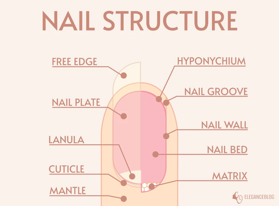 Illustration showing the structure of a human nail